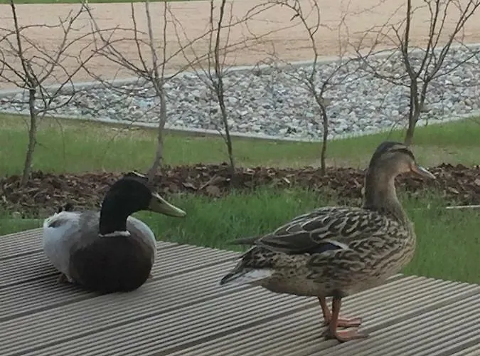 Plauseelig P5a1 Nr 21 Apartman *